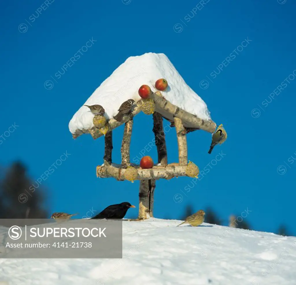 blackbird, sparrows & tit eating apples & seeds on bird table covered with snow 