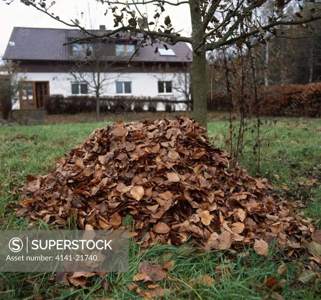 pile of dead leaves composting in garden ideal shelter for hibernating hedgehogs 