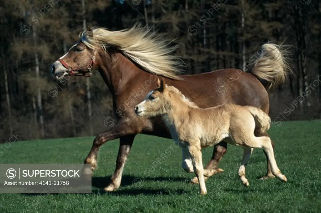 haflinger pony adult trotting in meadow with foal cantering by side 