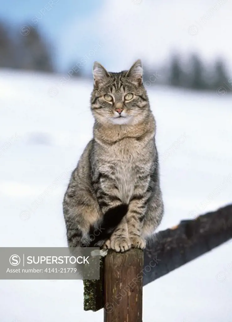 domestic cat sitting on fence with lying snow on ground