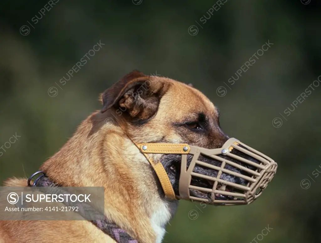 mongrel dog wearing muzzle