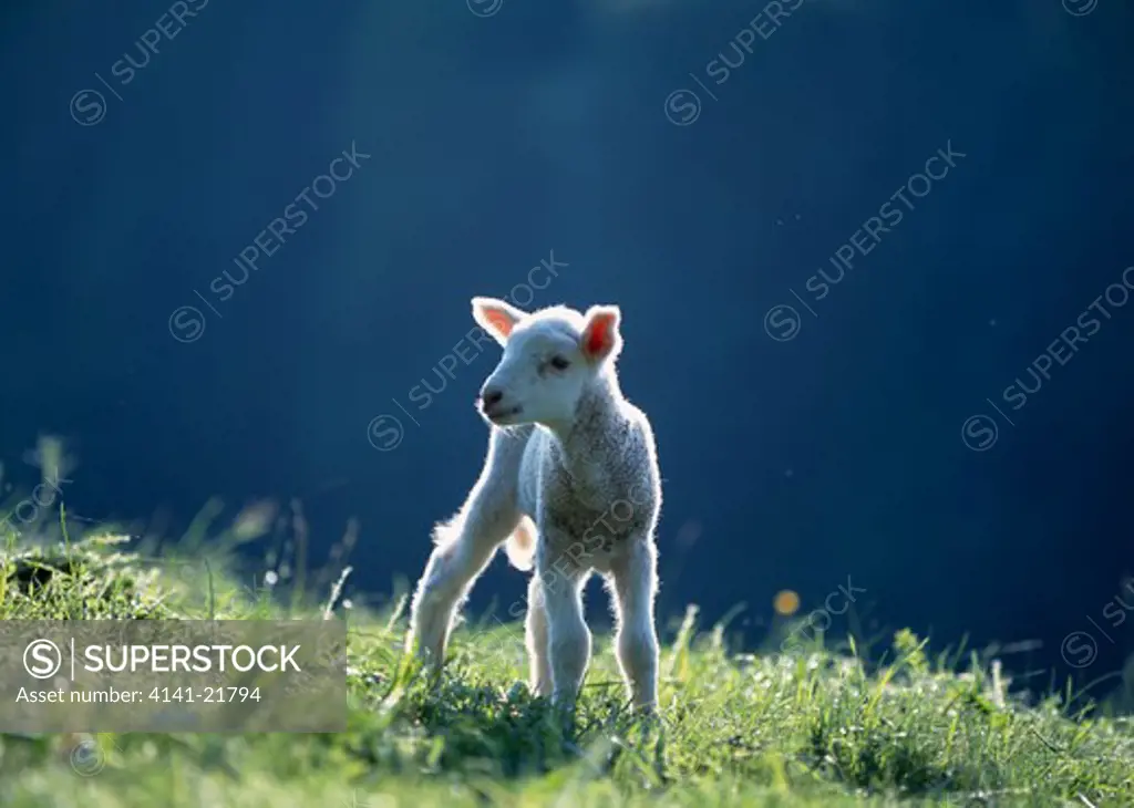 lamb standing on grassy hillock