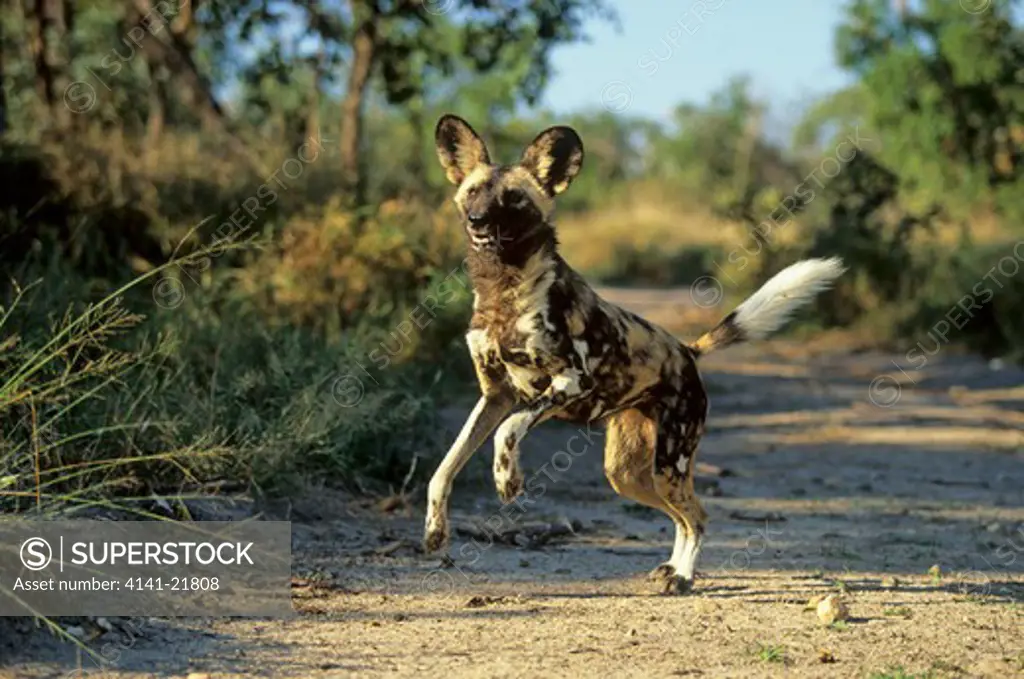 wild dog (cape hunting dog), lycaon pictus, kapama game reserve, greater kruger park, south africa