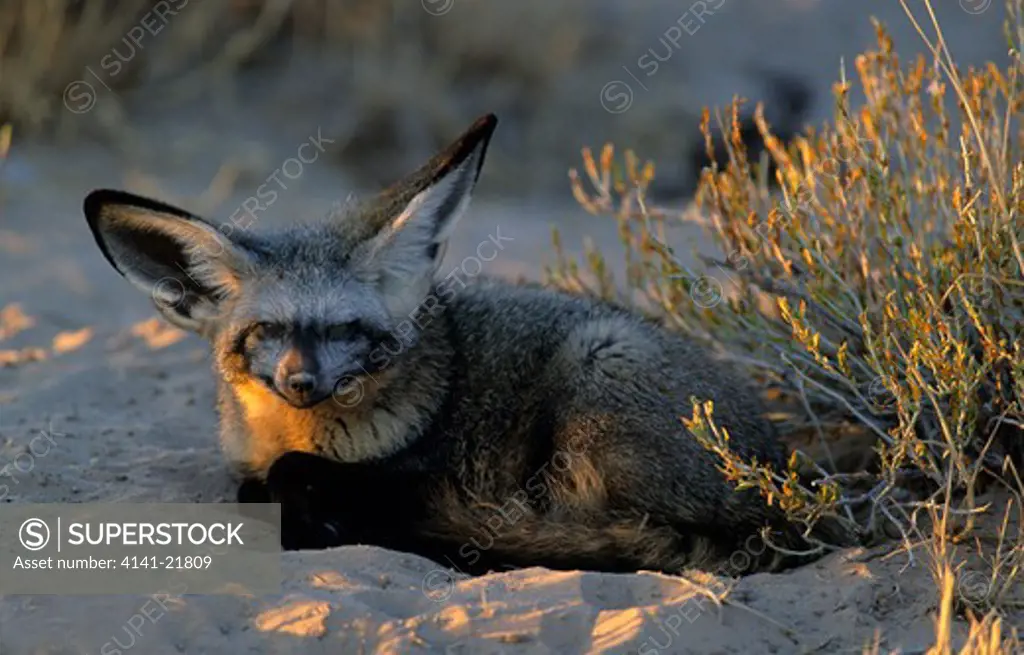 bat-eared fox, otocyon megalotis. kgalgadi transfrontier park, kalahari, south africa