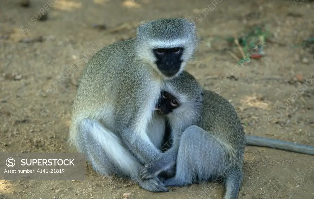 vervet monkey, cercopithicus aethiops, mother suckling baby, kruger national park, south africa