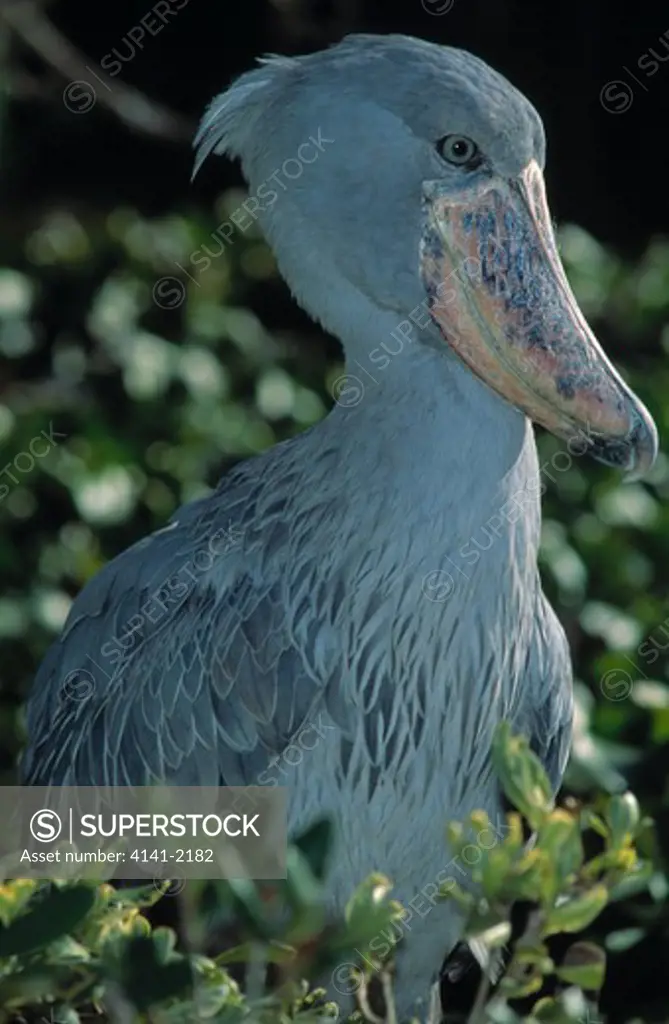 shoebill or whale-headed stork balaeniceps rex uganda