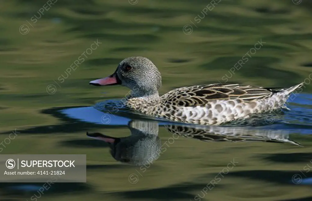 cape teal, anas capensis, western cape, south africa