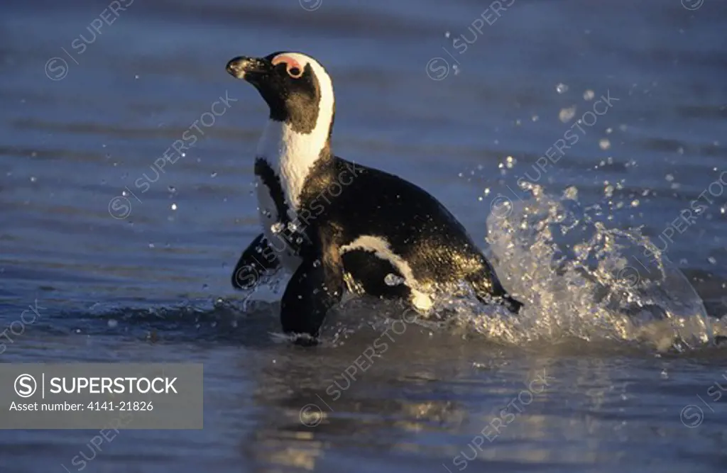 african penguin (jackass penguin), spheniscus demersus, swimming, boulders beach, cape town, south africa