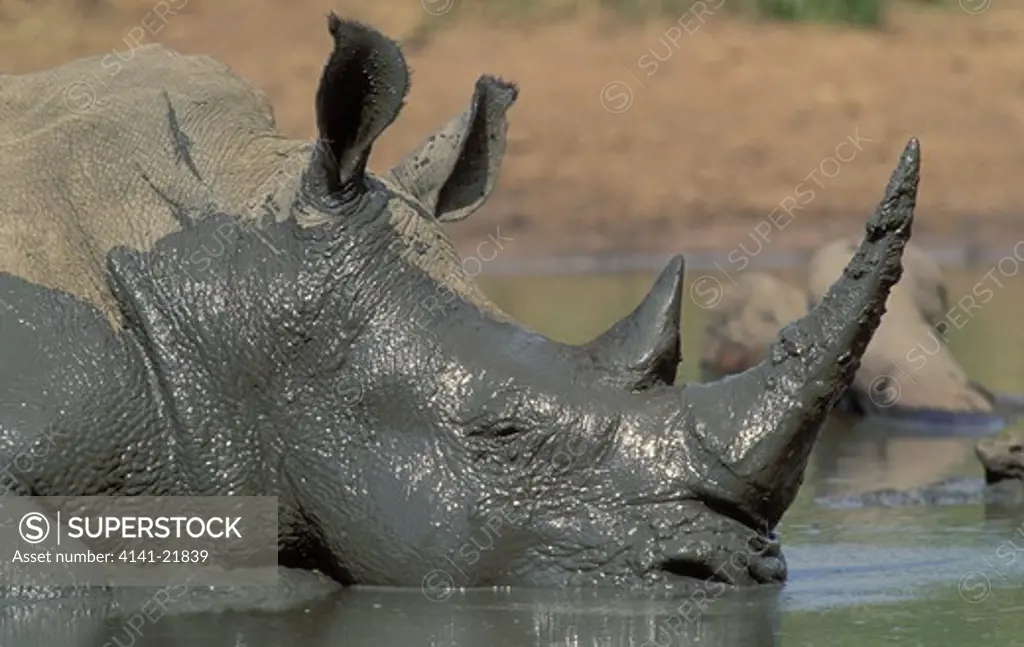 white rhino, ceratotherium simum, endangered species, mud wallowing to cool off and clear skin parasites, hluhluweumfolozi park, zululand, kwazulu-natal, south africa