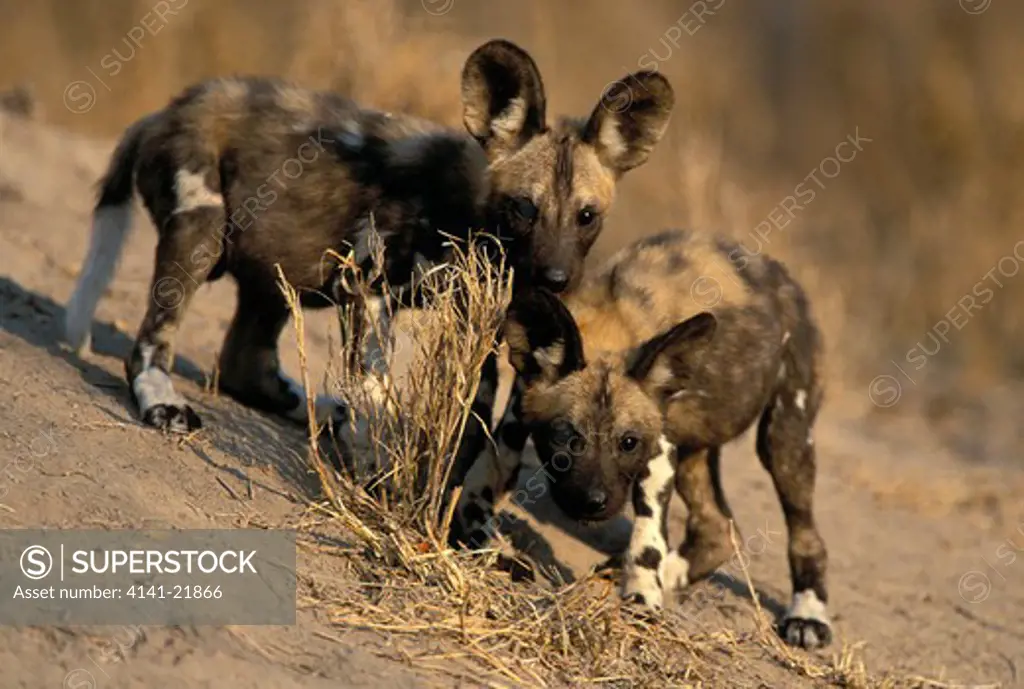 wild dog (cape hunting dog), lycaon pictus, young pups ar den, endangered species, kruger national park, south africa.