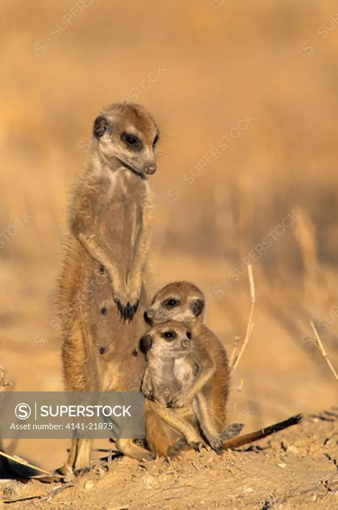 meerkat (suricate), suricata suricatta, family group, kgalagadi transfrontier park, kalahari, south africa
