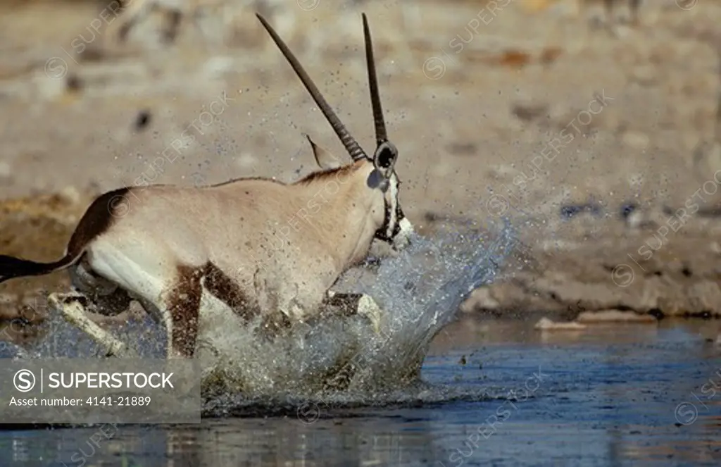 gemsbok (oryx) oryx gazella, etosha np, namibia