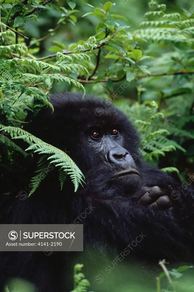 mountain gorilla female gorilla beringei beringei rwanda