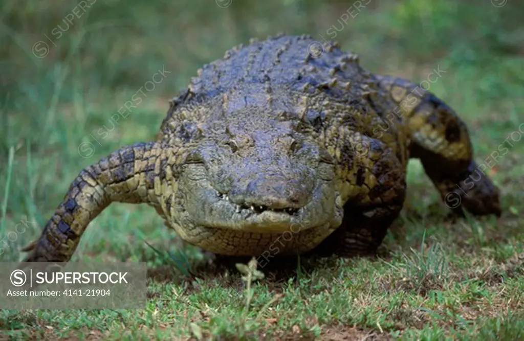 nile crocodile. crocodilus niloticus, running, st lucia wetland park, kwazulu-natal, south africa