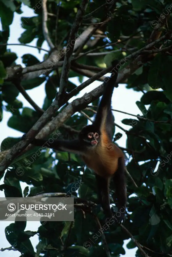 black-handed or central american spider monkey ateles geoffroyi panama, central america.