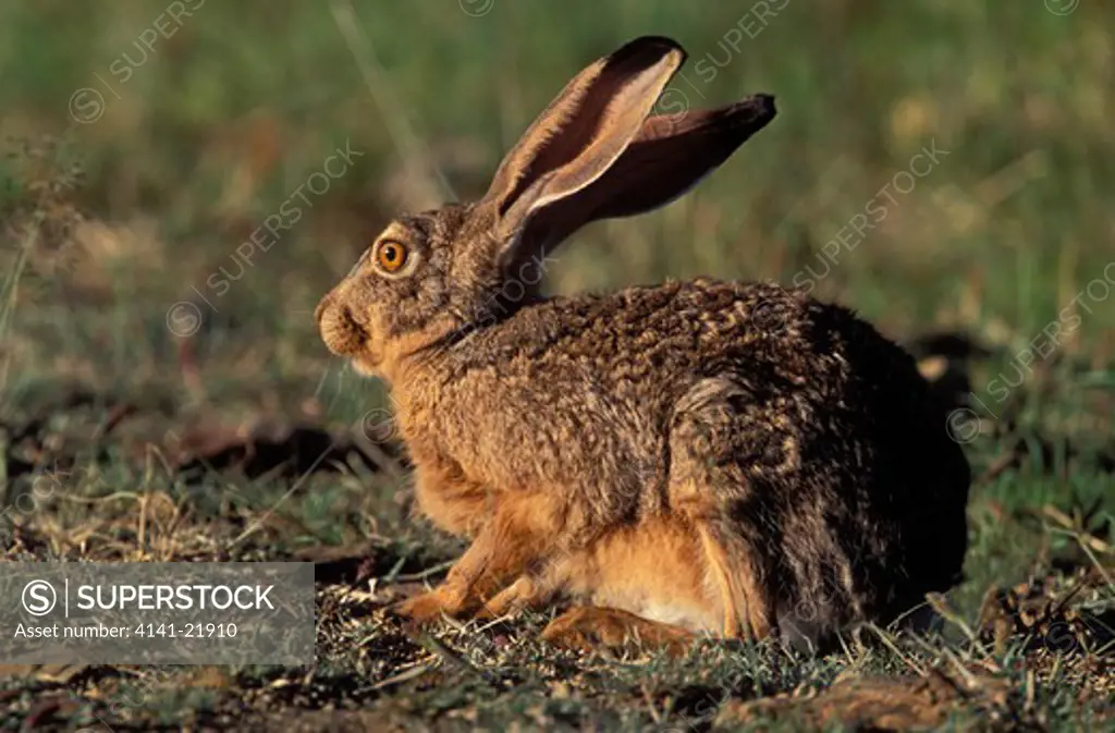 cape hare, lepus capensis, mountain zebra national park, south africa (species endemic to south africa).