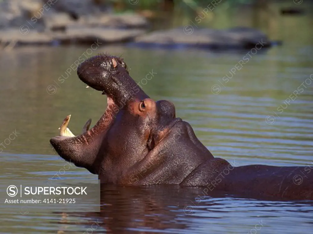 hippo, hippopotamus amphibius, yawning (threat or dominance display), kruger national park, south africa