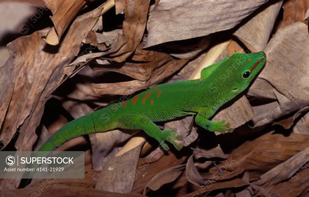 day gecko, phelsuma madagascarensis, madagascar
