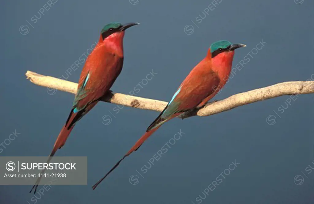 carmine bee-eater, okavango, botswana