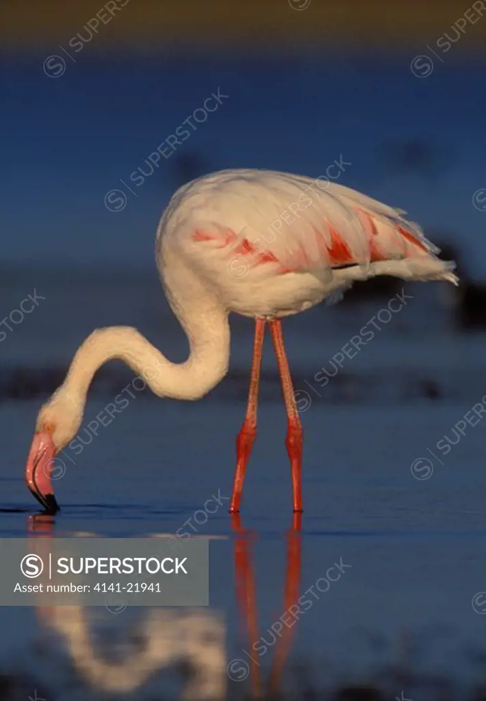 greater flamingo, phoenicopterus ruber, gauteng, south africa