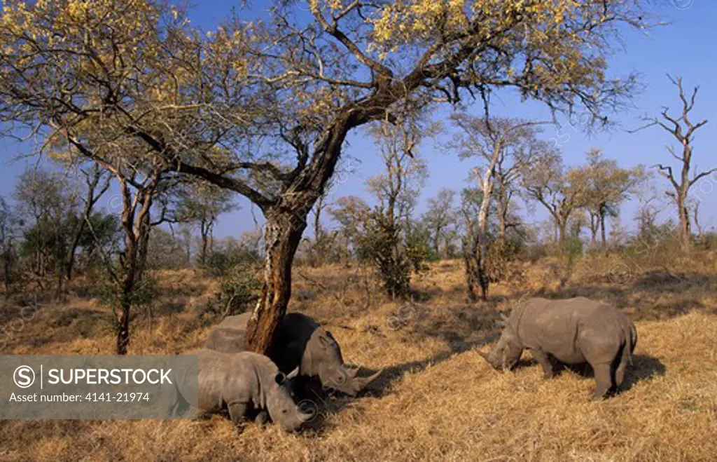 white rhino, ceratotherium simum, grazing, sabi sabi, south africa