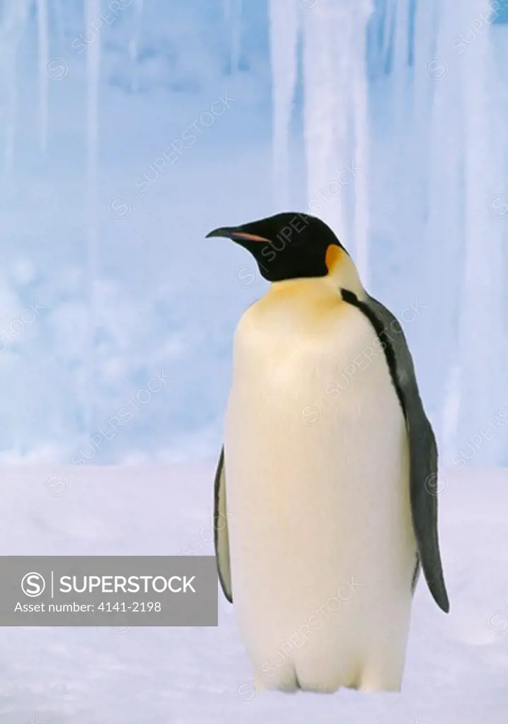 emperor penguin aptenodytes forsteri antarctica