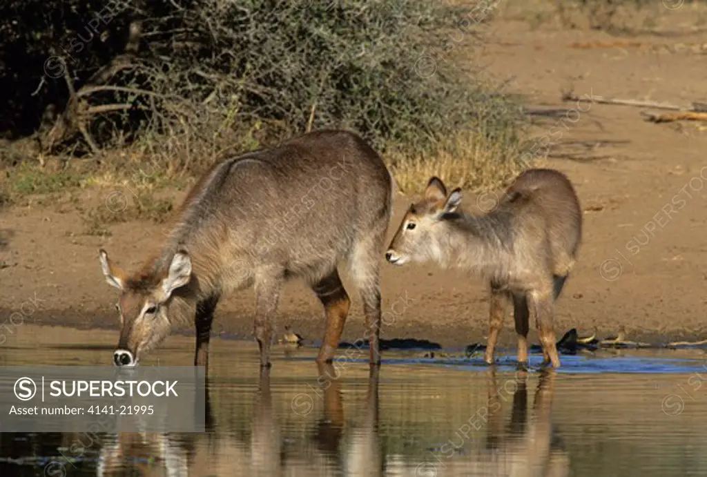 waterbuck, kobus ellipsiprymnus, mother and calf, kruger national park, south africa