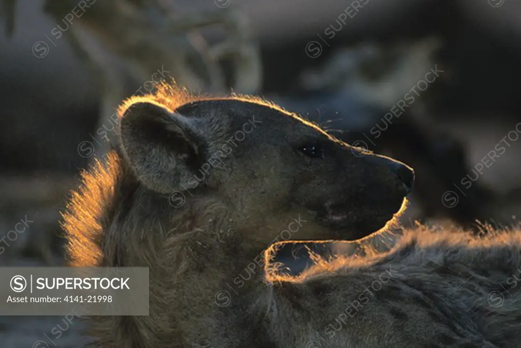 spotted hyena, crocuta crocuta, kgalagadi transfrontier park, kalahari south africa