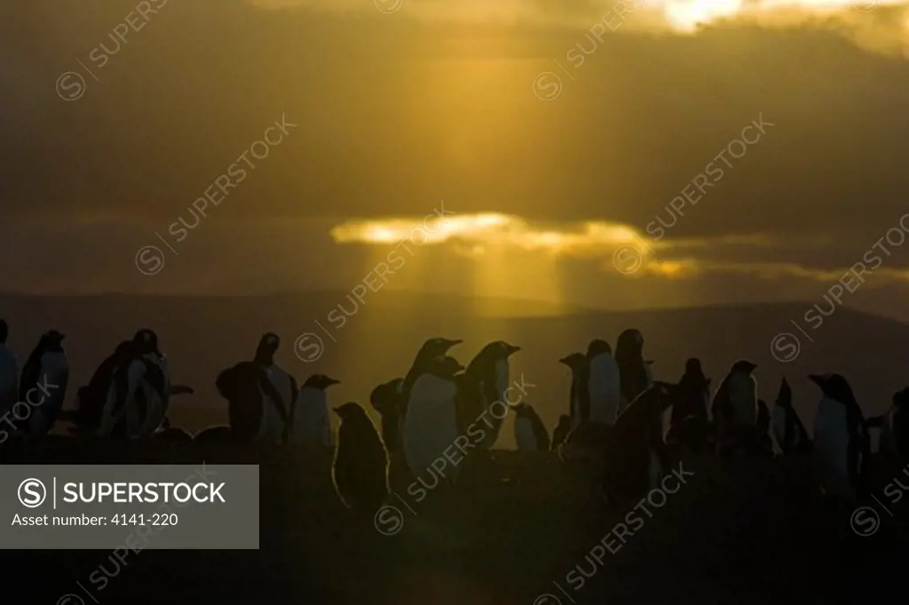 gentoo penguin pygoscelis papua papua colony at sunset falkland islands