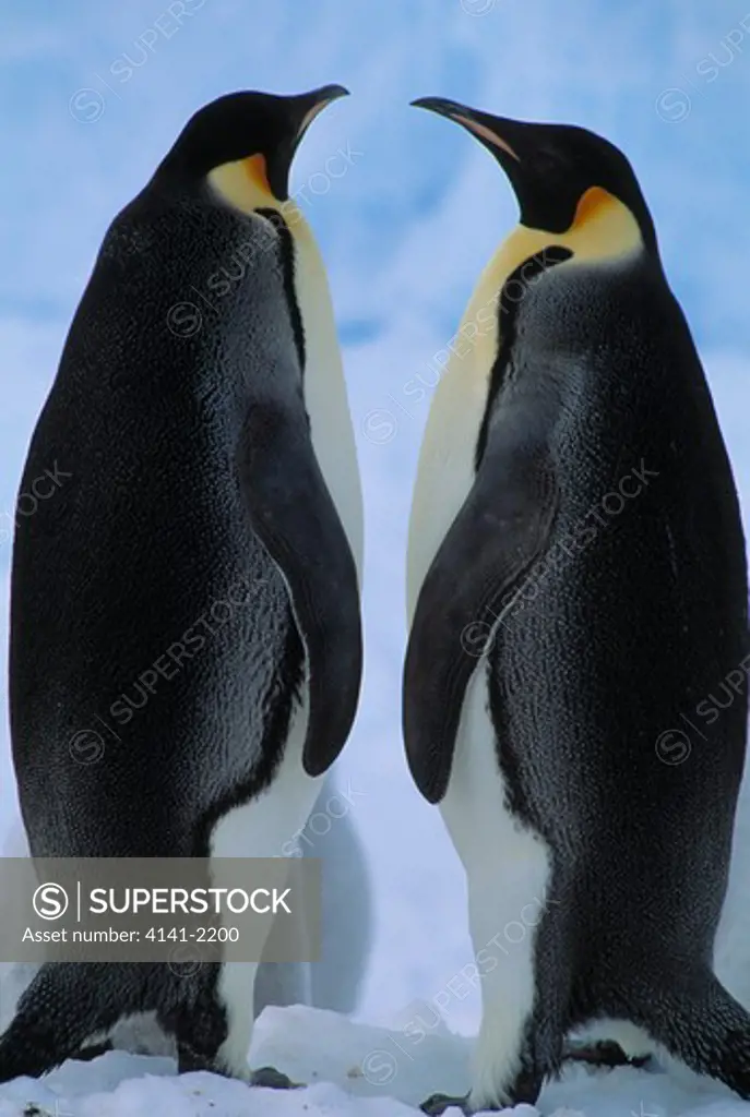 emperor penguin aptenodytes forsteri pair, antarctica