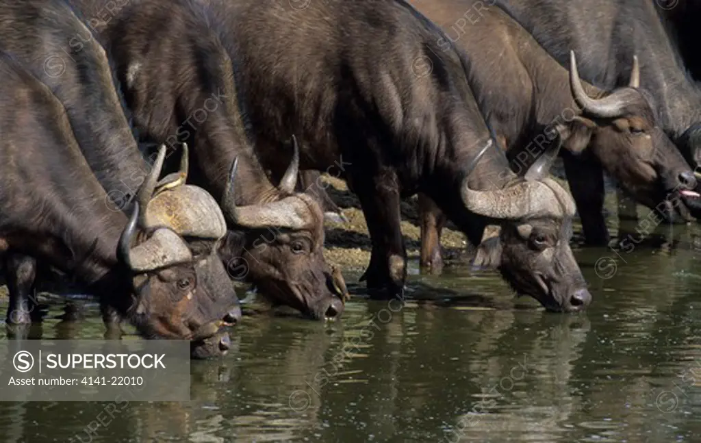 cape buffalo, syncerus caffer, herd at waterhole, kruger national park, south africa