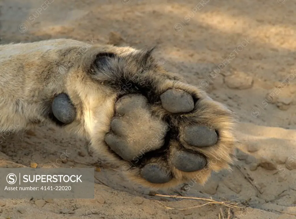 lion, panthera leo, detail of paw, kgalagadi transfrontier park, kalahari, south africa
