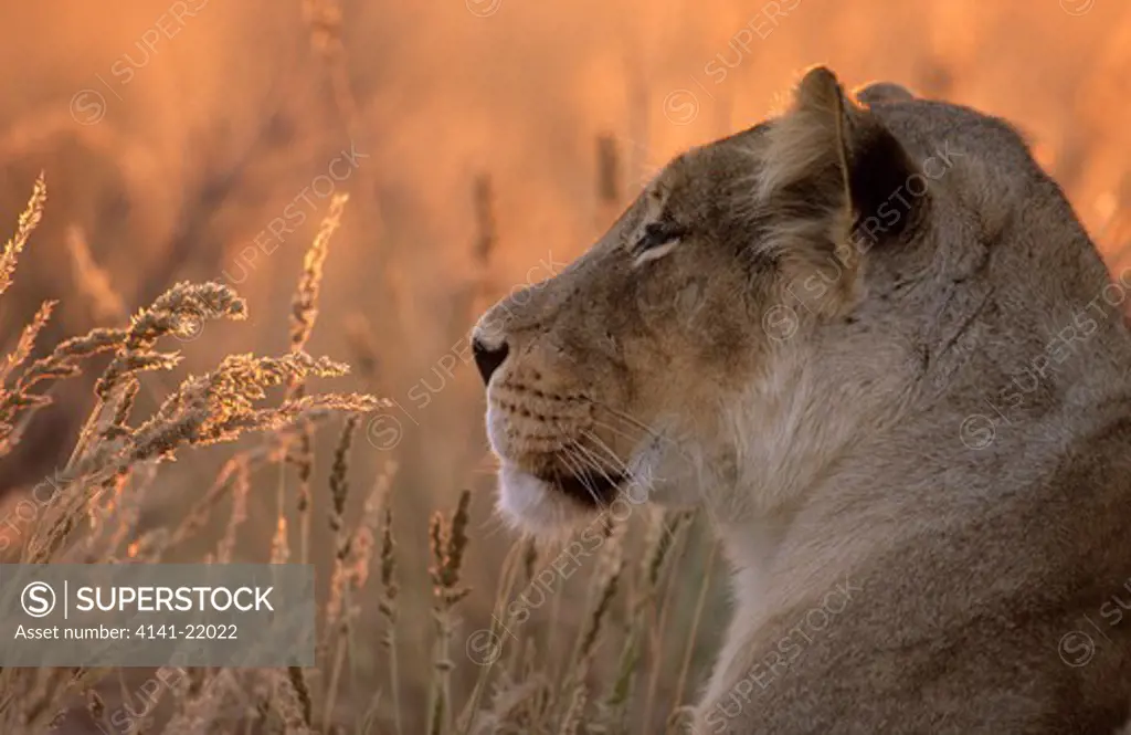lioness, panthera leo, kgalagadi transfrontier park, kalahari, south africa
