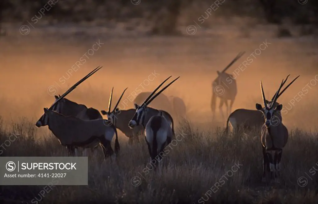 gemsbok (oryx), oryx gazella, herd at sunset, kgalagadi transfrontier park, kalahari, south africa