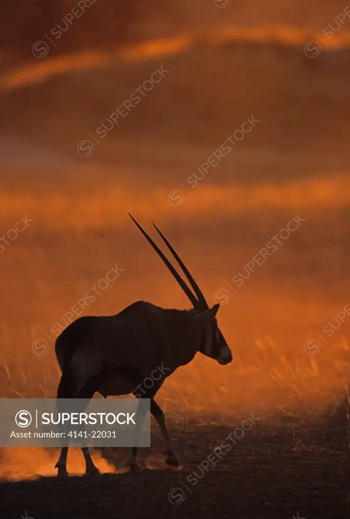 gemsbok (oryx), oryx gazella, at sunset, kgalagadi transfrontier park, kalahari, south africa