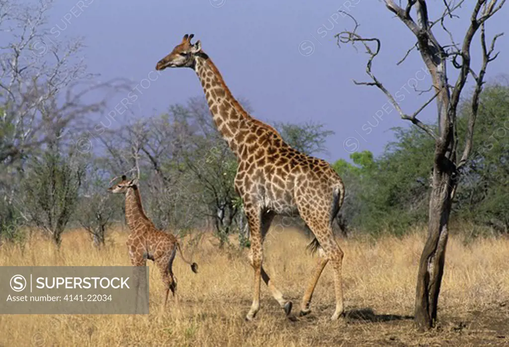 giraffe, giraffa camelopardalis, mother and young, kruger national park, south africa