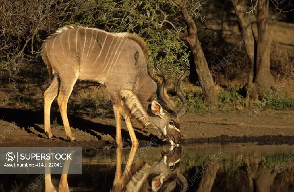 kudu, tragelaphus strepsiceros, kruger national park, south africa