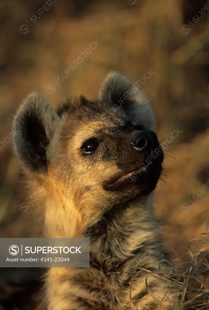 spotted hyena, crocuta crocuta, kruger national park, south africa