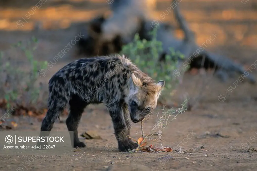 spotted hyena (hyaena) pup, crocuta crocuta, kruger national park, south africa