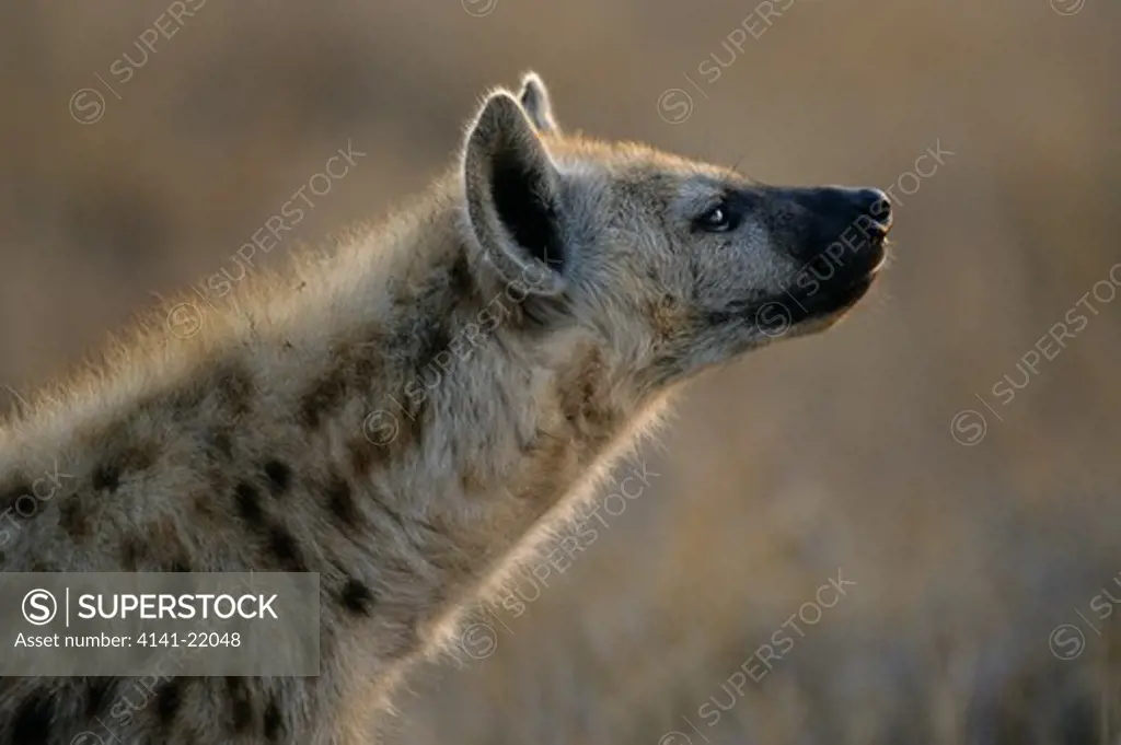 spotted hyena (hyaena), crocuta crocuta, kruger national park south africa
