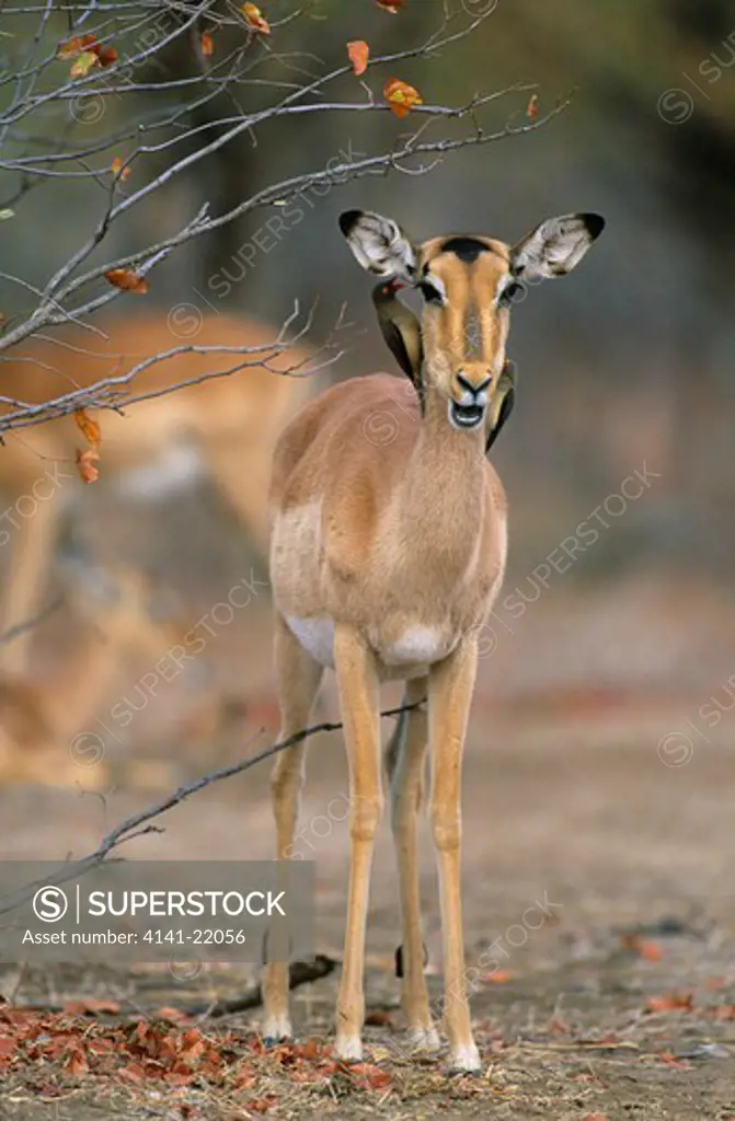 impala with redbilled oxpeckers, aepyceros melampus, kruger national park, south africa