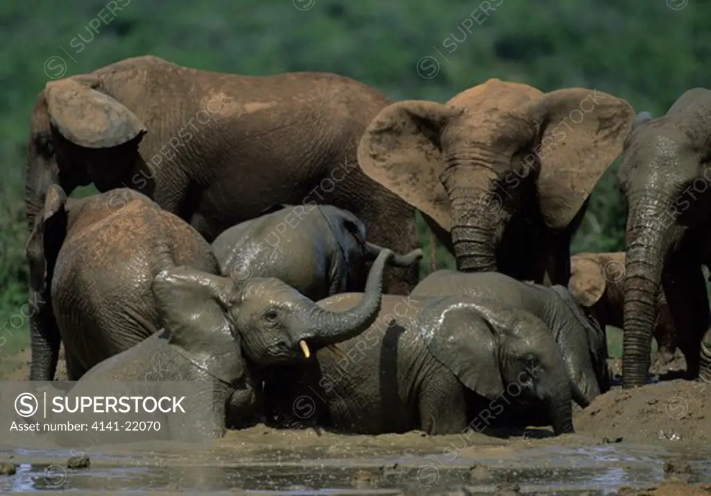 african elephant. loxodonta africana, playing at waterhole, addo national park, south africa