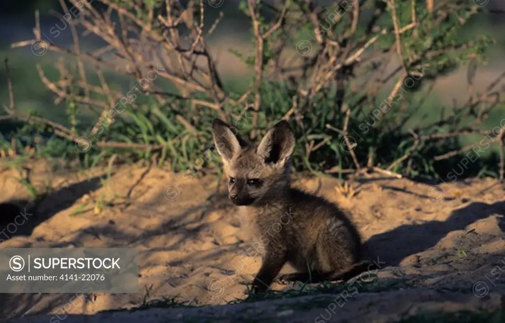 bat-eared fox, otocyon megalotis, cub, kgalgadi transfrontier park, kalahari, south africa