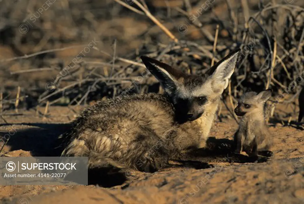bat-eared fox, otocyon megalotis. mother and cub, kgalgadi transfrontier park, kalahari, south africa