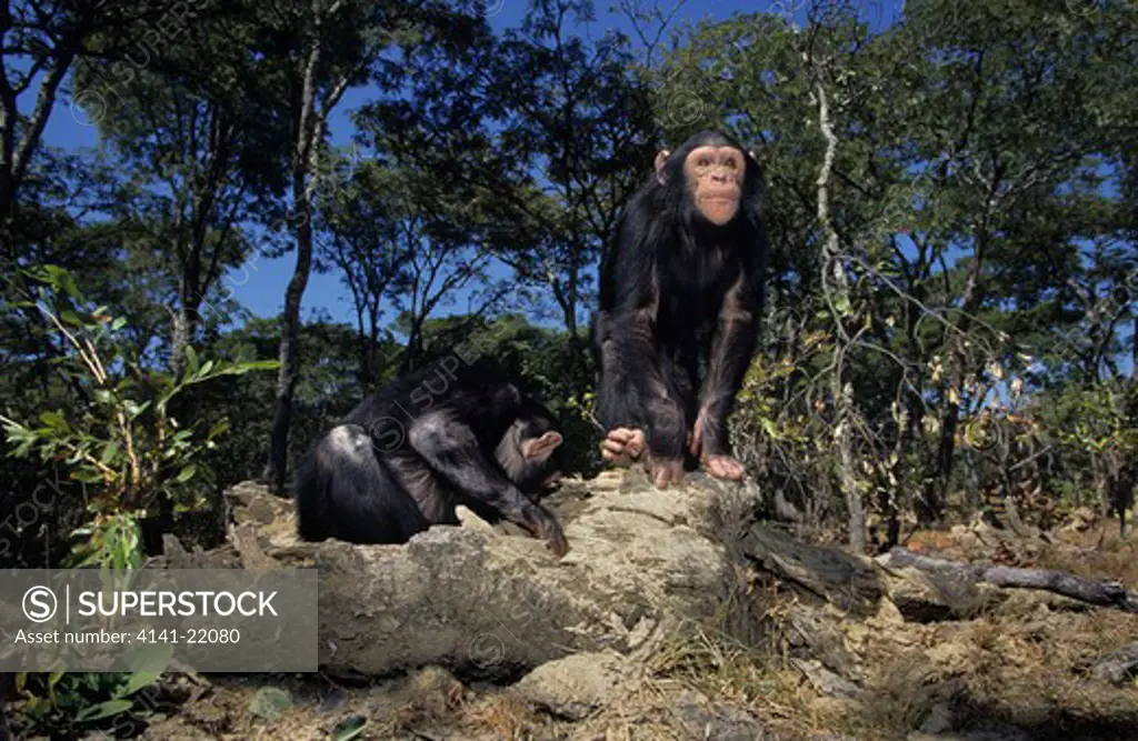 chimpanzee, pan troglodytes, young chimps foraging, chimfunshi, zambia