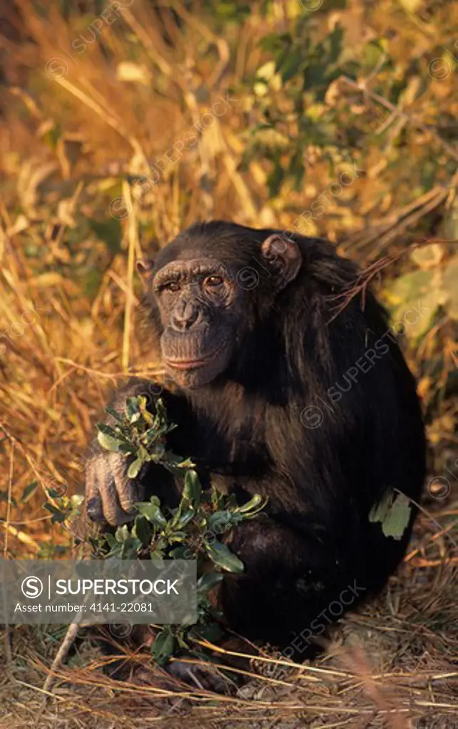 chimpanzee, pan troglodytes, chimfunshi, zambia