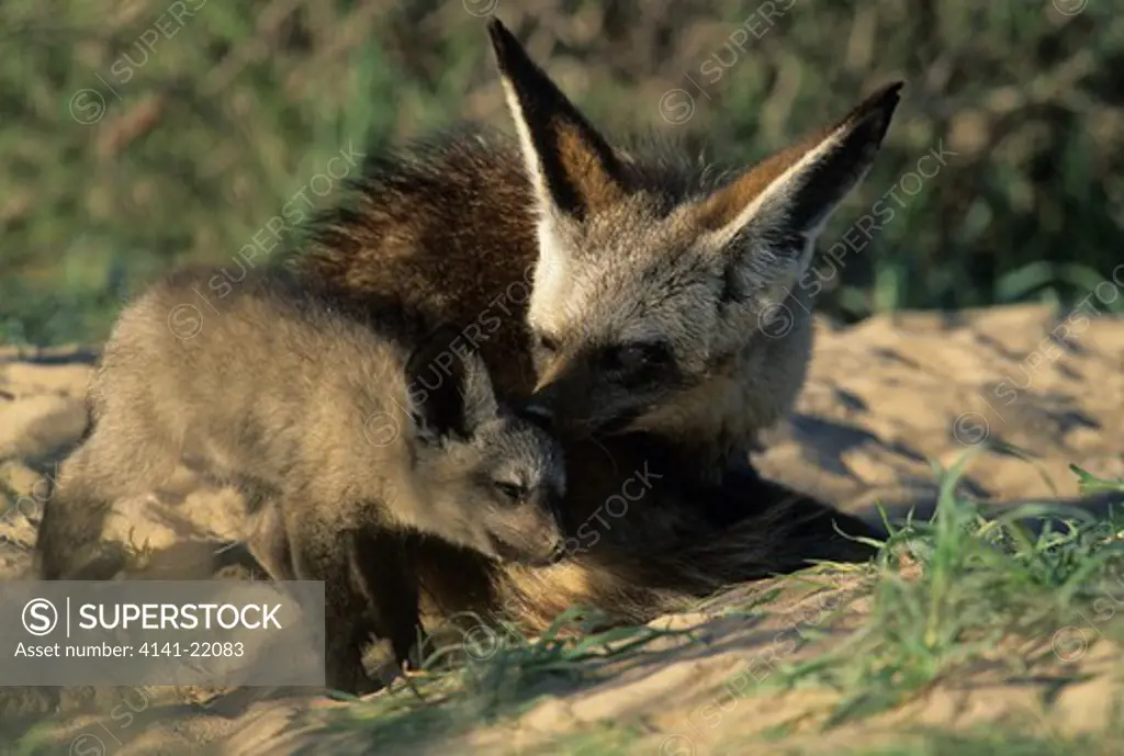 bat-eared fox, otocyon megalotis, mother and cub, kgalgadi transfrontier park, kalahari, south africa
