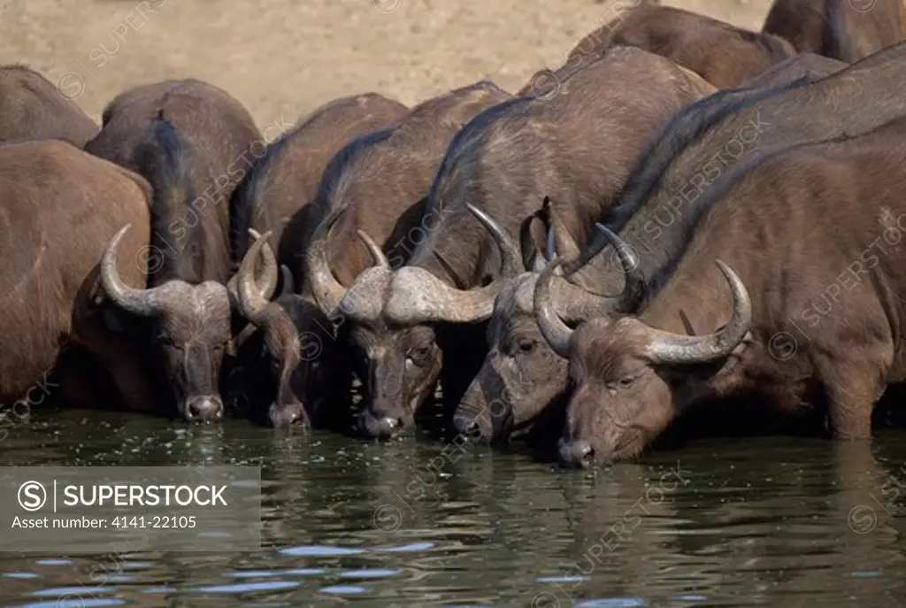 cape buffalo, syncerus caffer, kruger national park, south africa