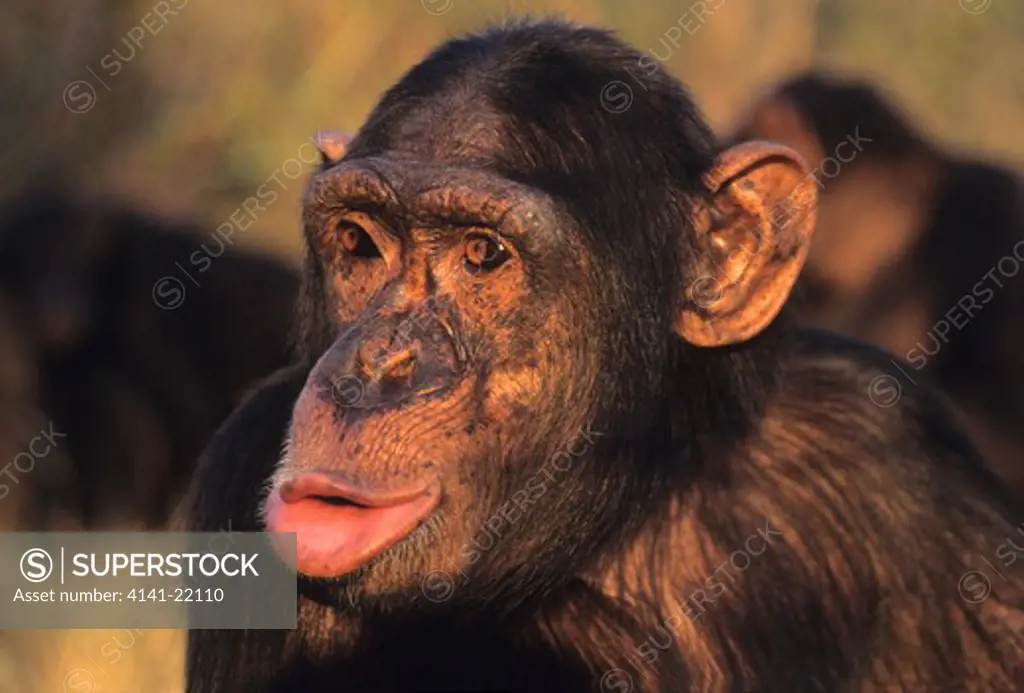 chimpanzee, pan troglodytes, pant hooting, chimfunshi, zambia