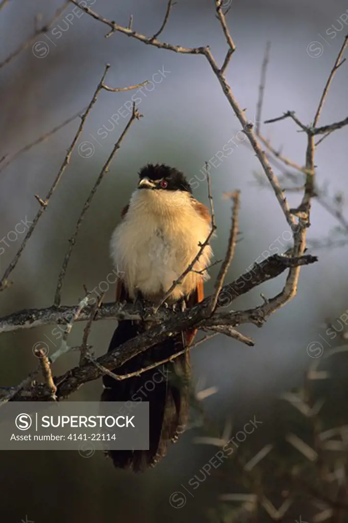 burchell's coucal, centropus supercillosus, kruger national park, south africa